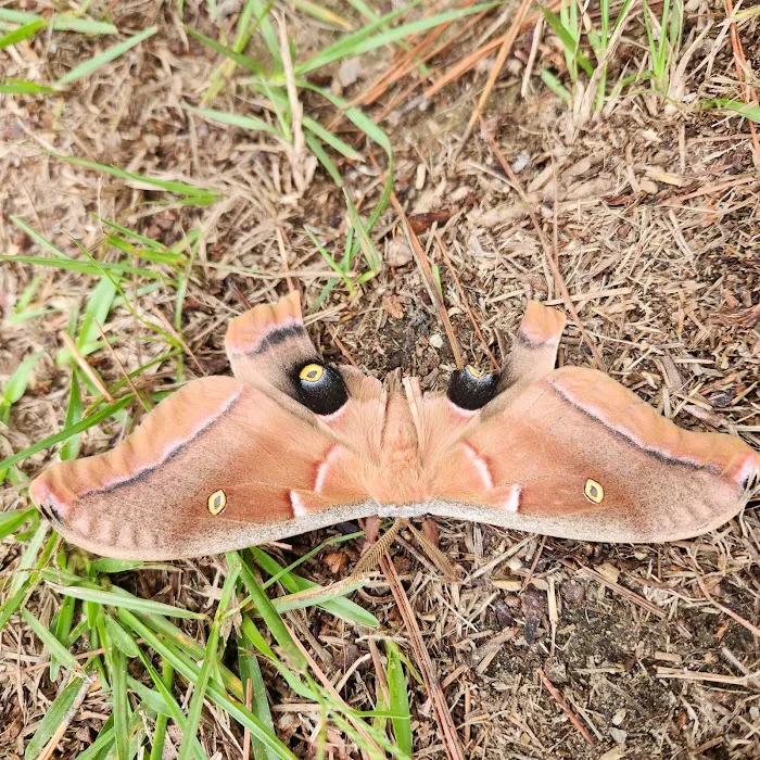 Woodland RV Resort & Campground Picture 8