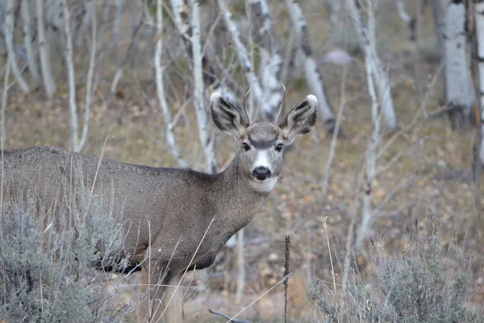 Uinta River Group Campground Picture 4