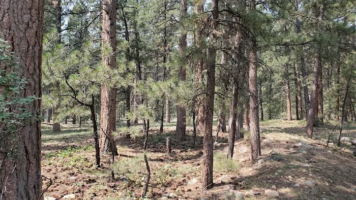 Uinta River Group Campground Picture 8
