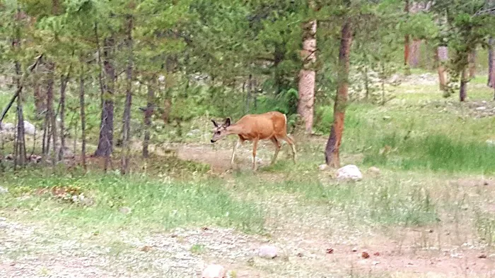 Uinta Canyon Campground Picture 4