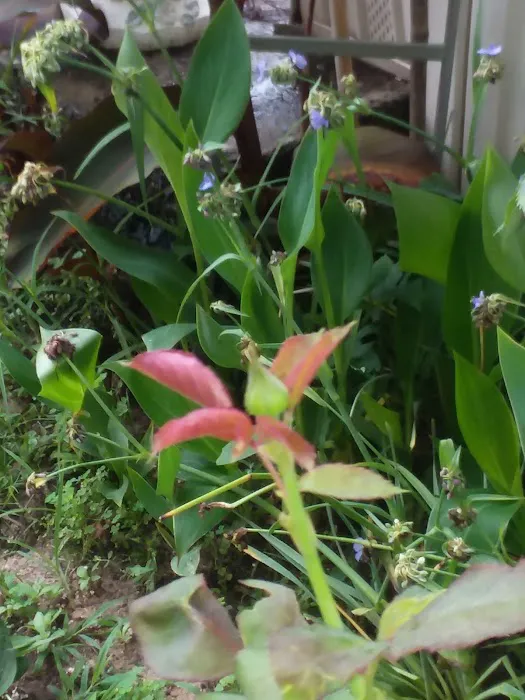 Robins Village Picture 8