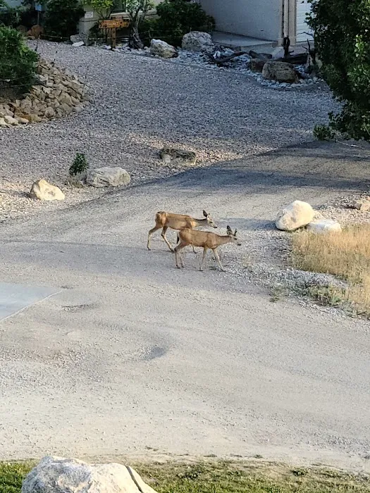 Arapeen Palisade Campground Picture 8