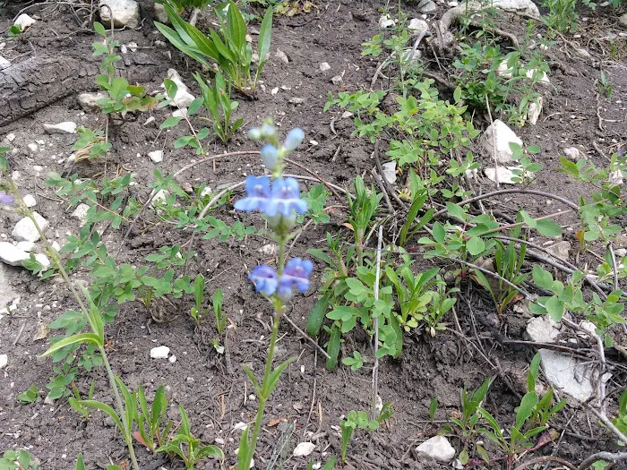 Manti Community Campground Picture 5