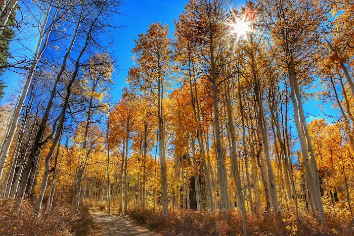 Upper Six Mile Ponds Campground Picture 4