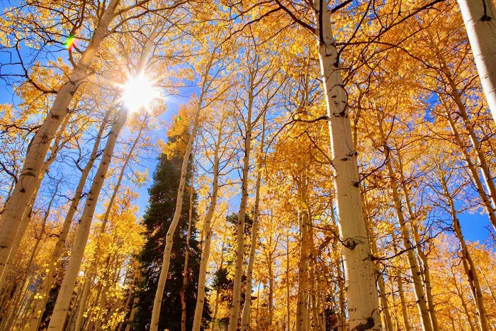 Upper Six Mile Ponds Campground Picture 8