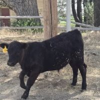 FERRON RESERVOIR ico