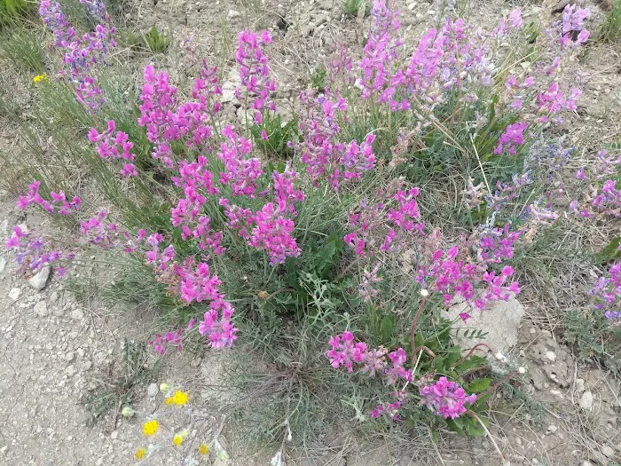 Willow Lake Campground Picture 9