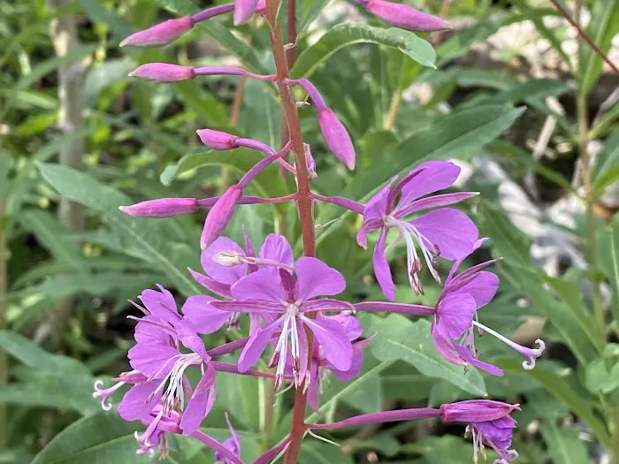 Willow Lake Campground Picture 6