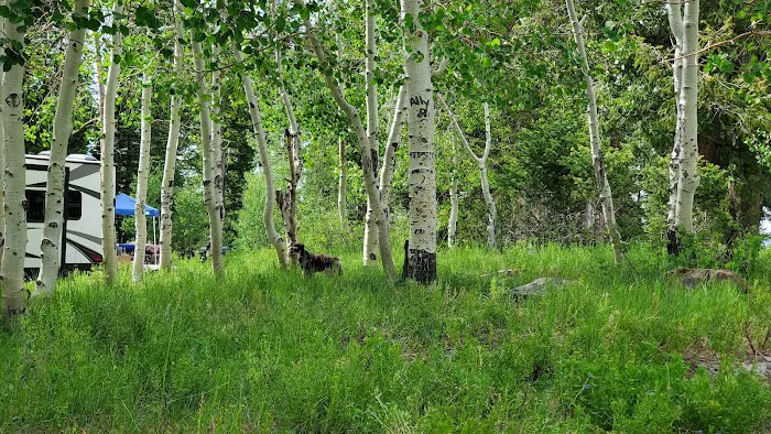 Avintaquin Campground Picture 8