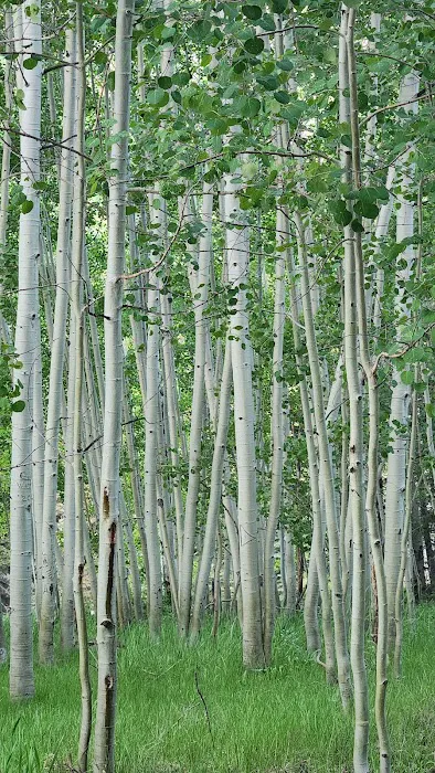 Bridges Campground Picture 5