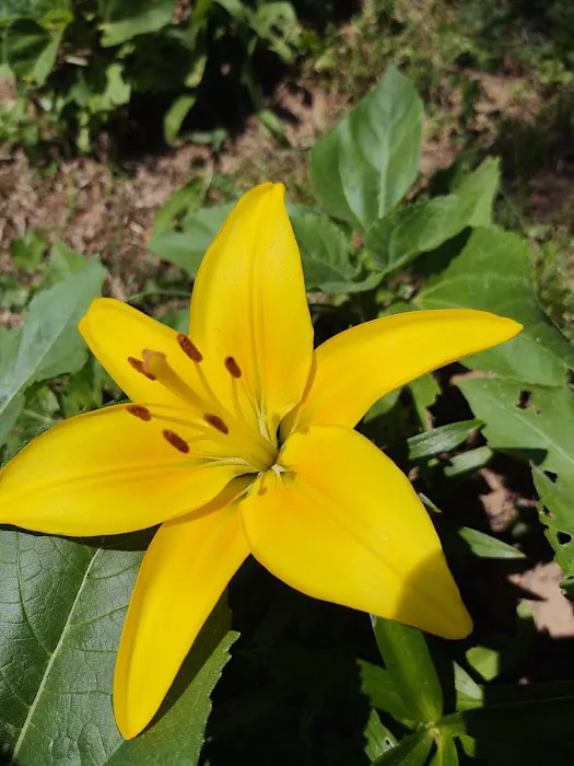 Northbrook Mobile Home Park Picture 7