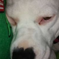 Greenlawn-Pinetree Mobile Home ico