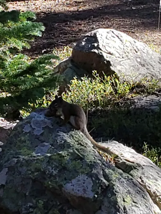 Spirit Lake Campground Picture 4