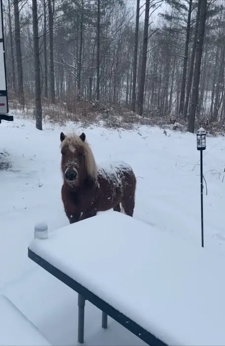 Country Livin RV Park Picture 4