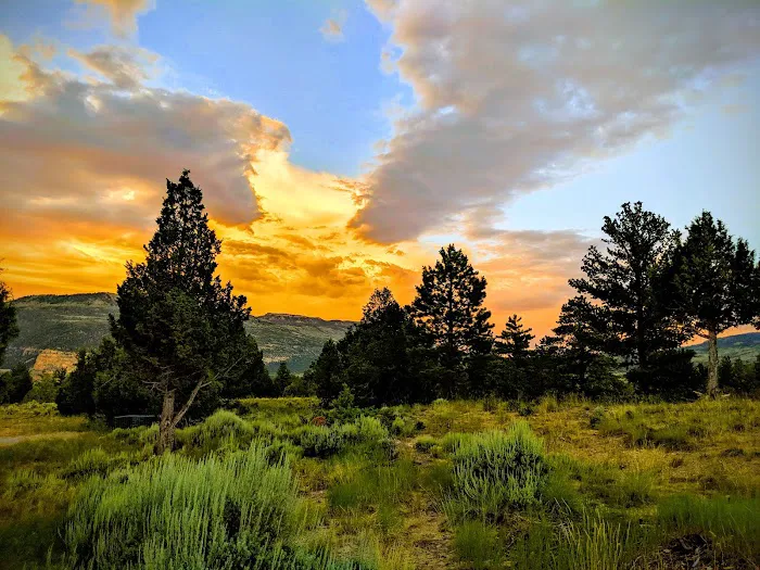 ORANGE OLSEN Picture 4