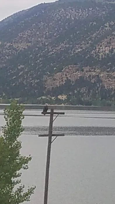 ORANGE OLSEN Picture 9