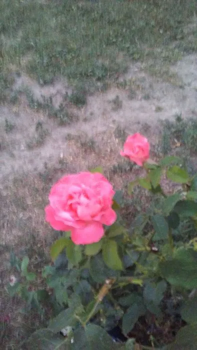 USDA Forest Service Picture 7