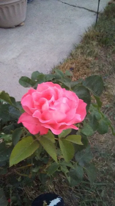 USDA Forest Service Picture 9