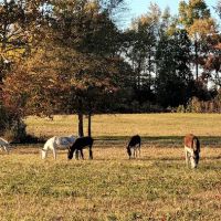 Northgate RV Travel Park ico