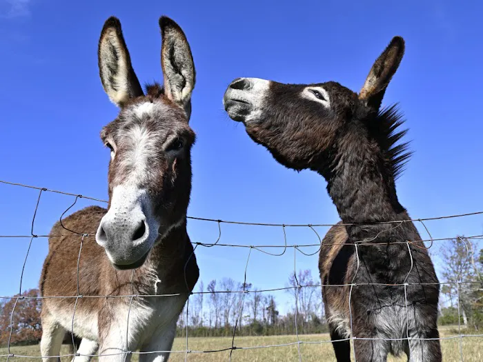 Northgate RV Travel Park Picture 8