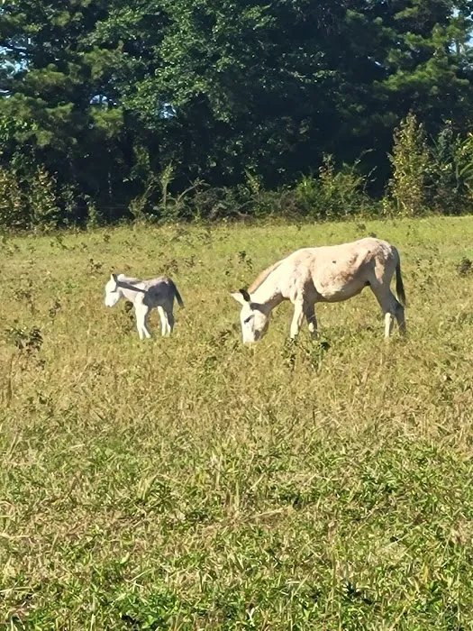 Northgate RV Travel Park Picture 10