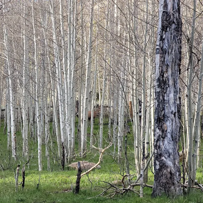 Indian Creek Campground Picture 8