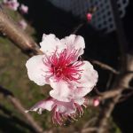 Green Cove Manufacturered Home Community