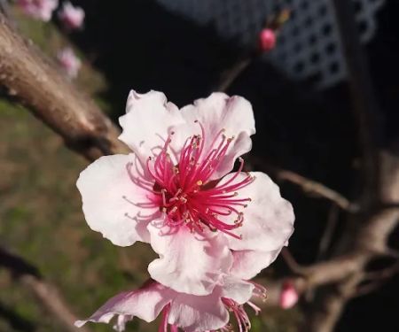 Green Cove Manufacturered Home Community