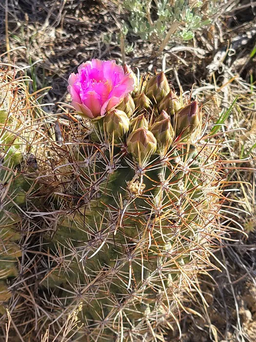 Nine Mile Ranch Picture 9