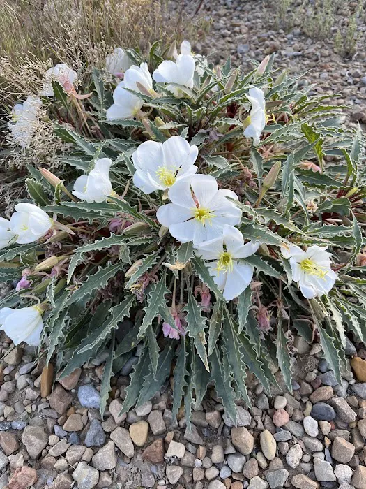 Wood Hill Campground Picture 10