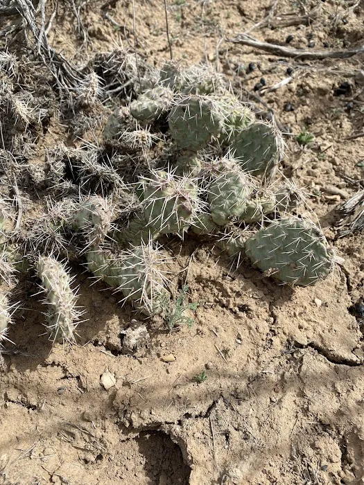 Wood Hill Campground Picture 2