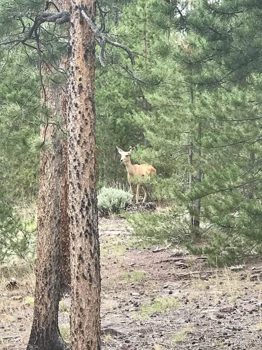 Browne Lake Campground Picture 6