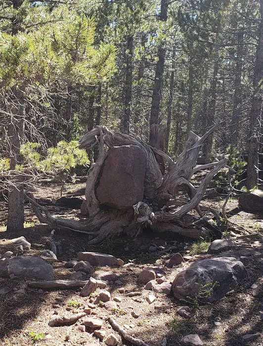 North Fork Camping Area Picture 4