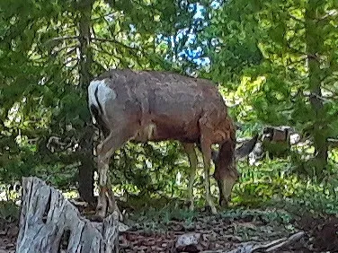 North Fork Camping Area Picture 7