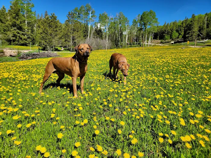 Kaler Hollow Campground Picture 2