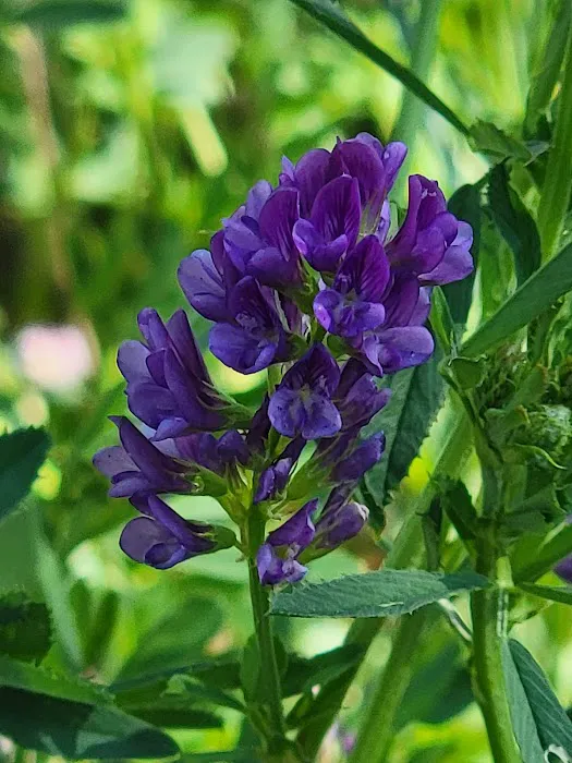 Carmel Campground Picture 1