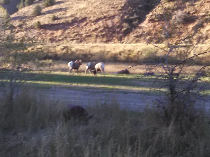 Willows Campground Picture 2