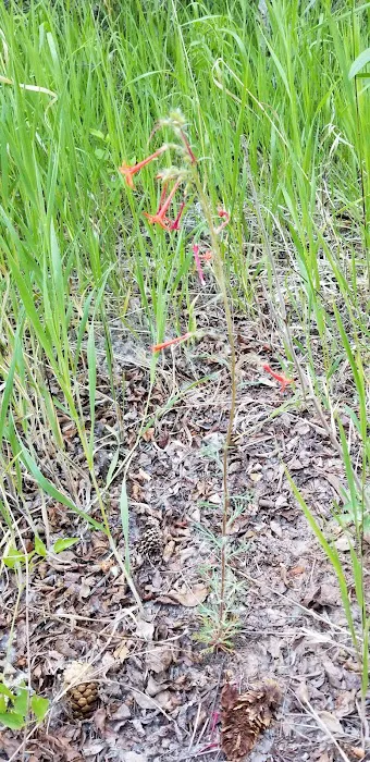 Willows Campground Picture 8