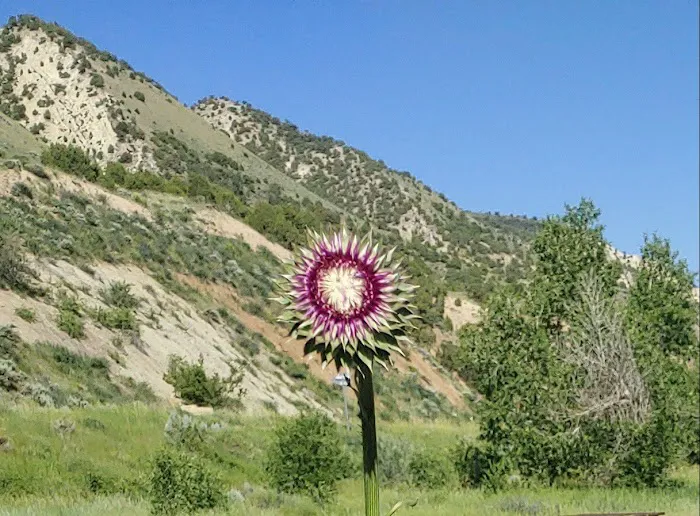 Willows Campground Picture 7