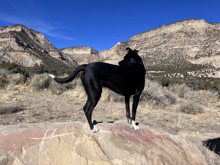 New Joes Camping Area Picture 3