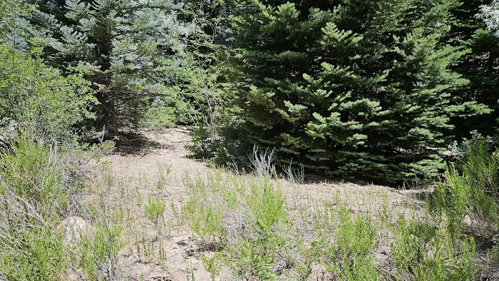 Dancing Pines South Side Picture 3