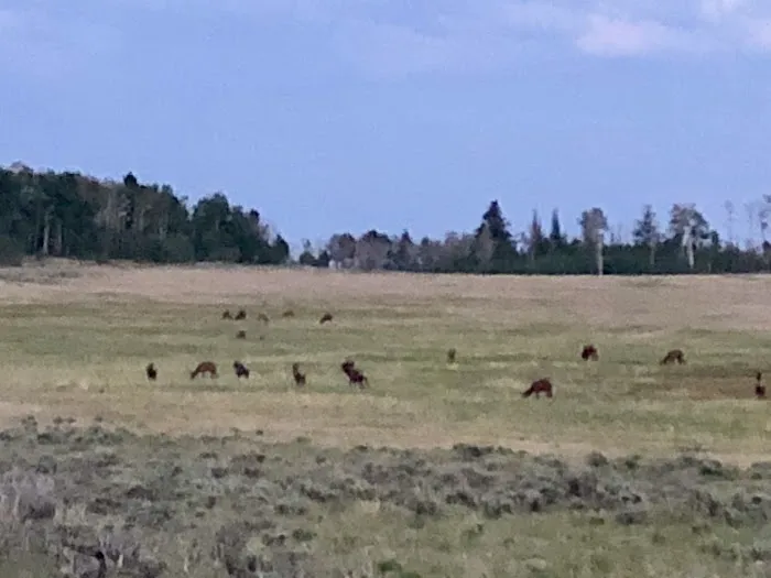 Iron Springs Group Campground Picture 5