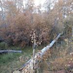 Colton Guard Station