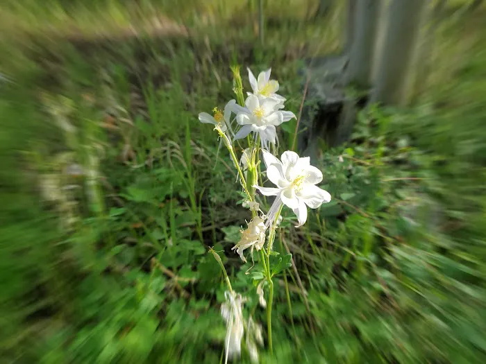 Lodgepole Campground Picture 9