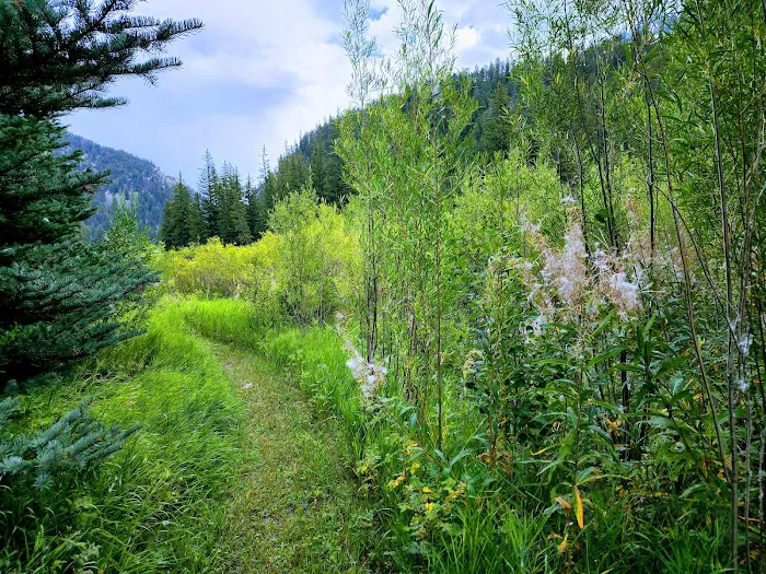 Lodgepole Campground Picture 7