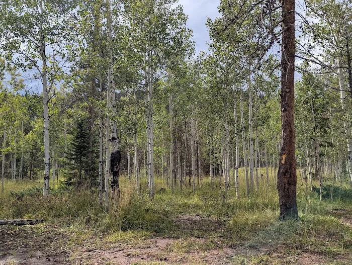 Lodgepole Campground Picture 10