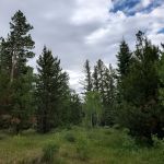 Lodgepole Campground
