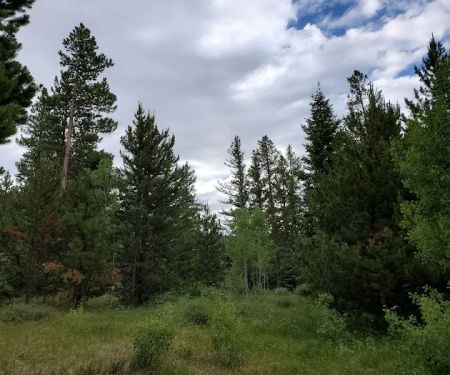 Lodgepole Campground