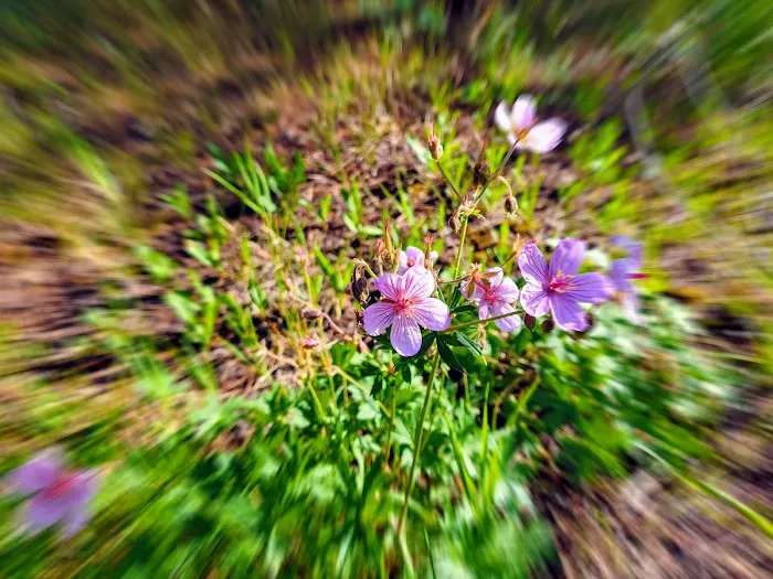 Lodgepole Campground Picture 8