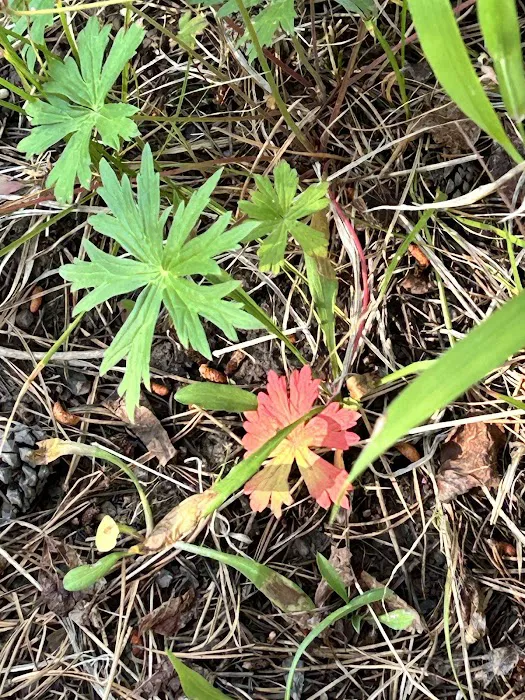 Lodgepole Campground Picture 6